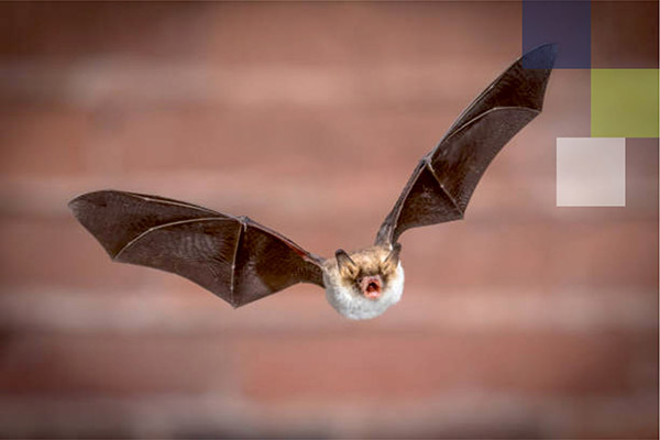 vleermuis2